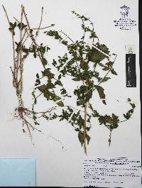 Henrya insularis image