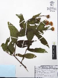 Lasianthaea macrocephala image