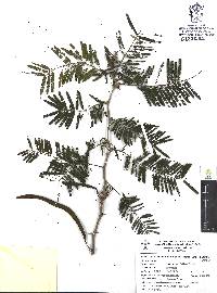 Vachellia macracantha image