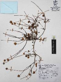 Tridax coronopifolia image