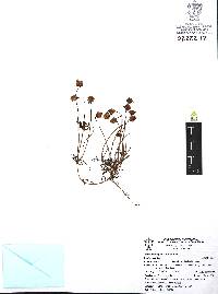 Tridax coronopifolia image