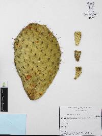Opuntia leucotricha image