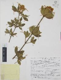 Choisya ternata image