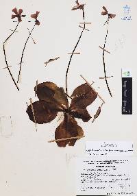 Pinguicula moranensis image