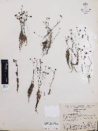 Utricularia gibba image