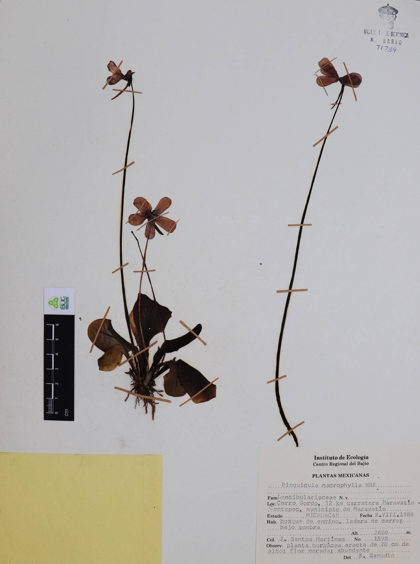 Pinguicula macrophylla image