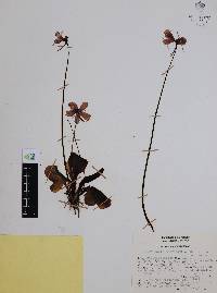 Pinguicula macrophylla image