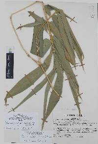 Bambusa vulgaris image