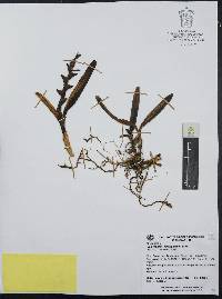 Epidendrum rigidum image