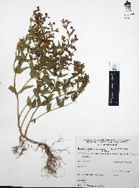 Cuphea procumbens image