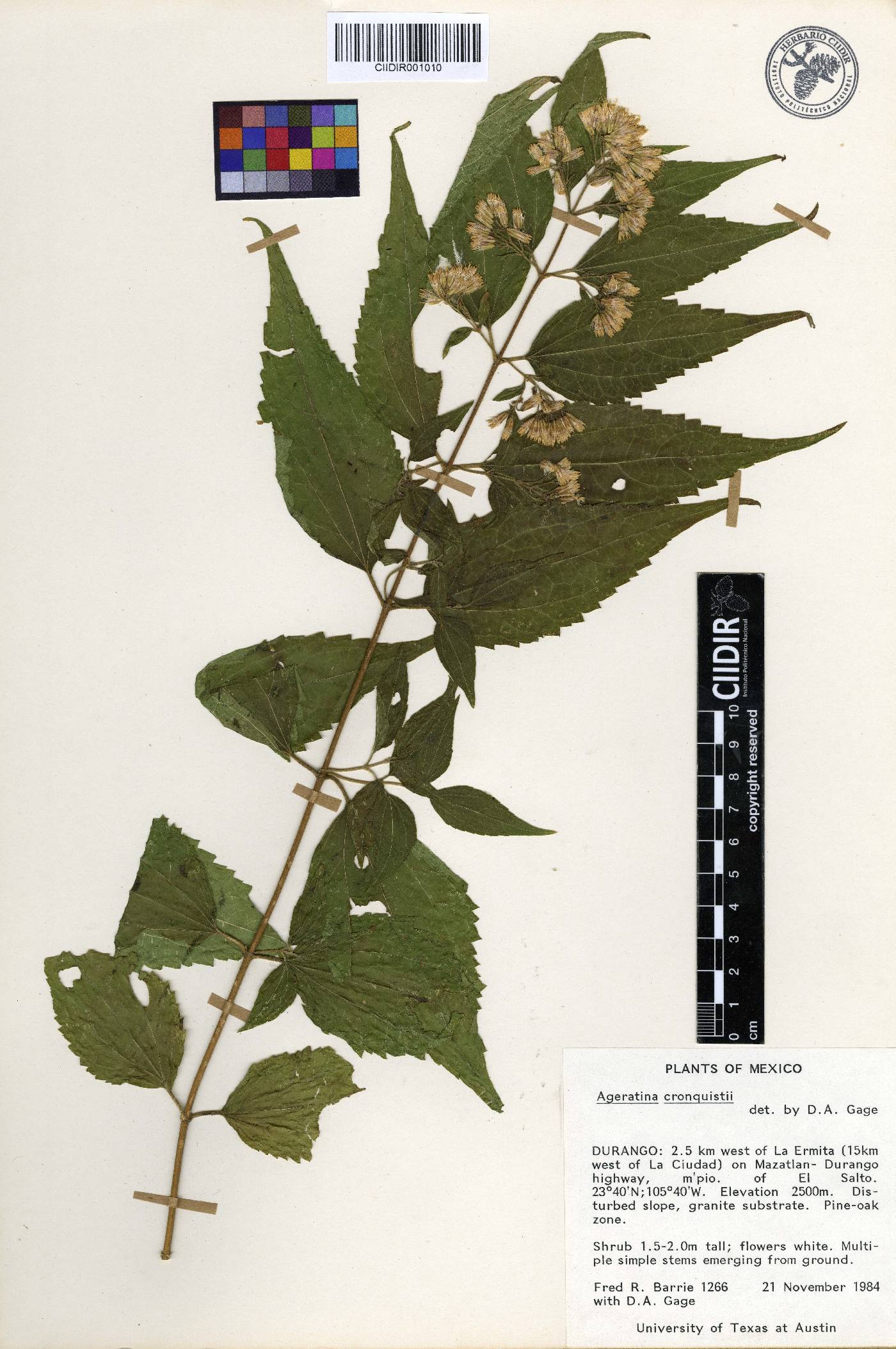 Ageratina cronquistii image