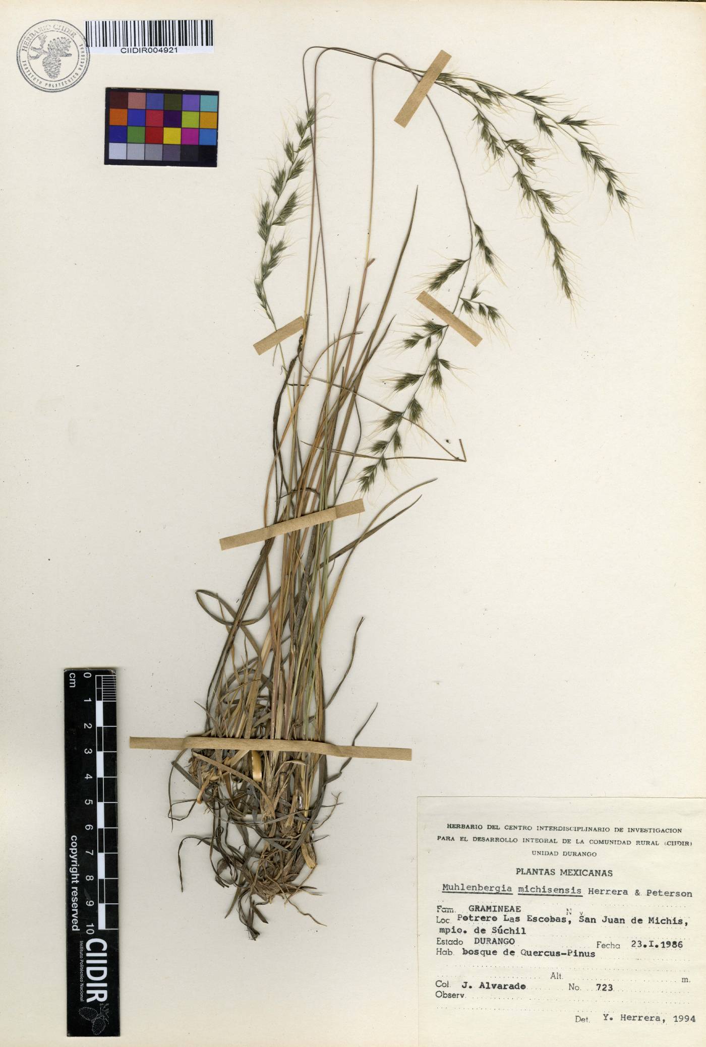 Muhlenbergia michisensis image