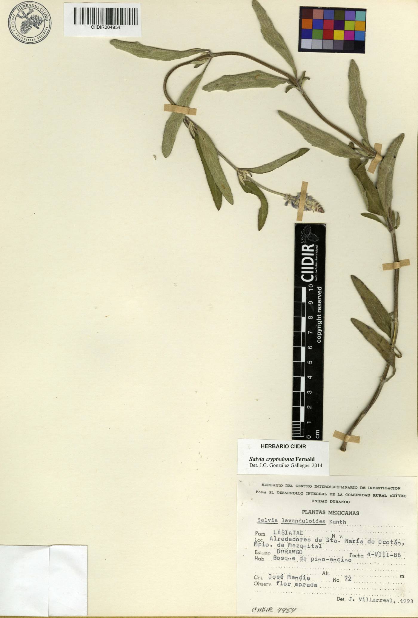 Salvia cryptodonta image