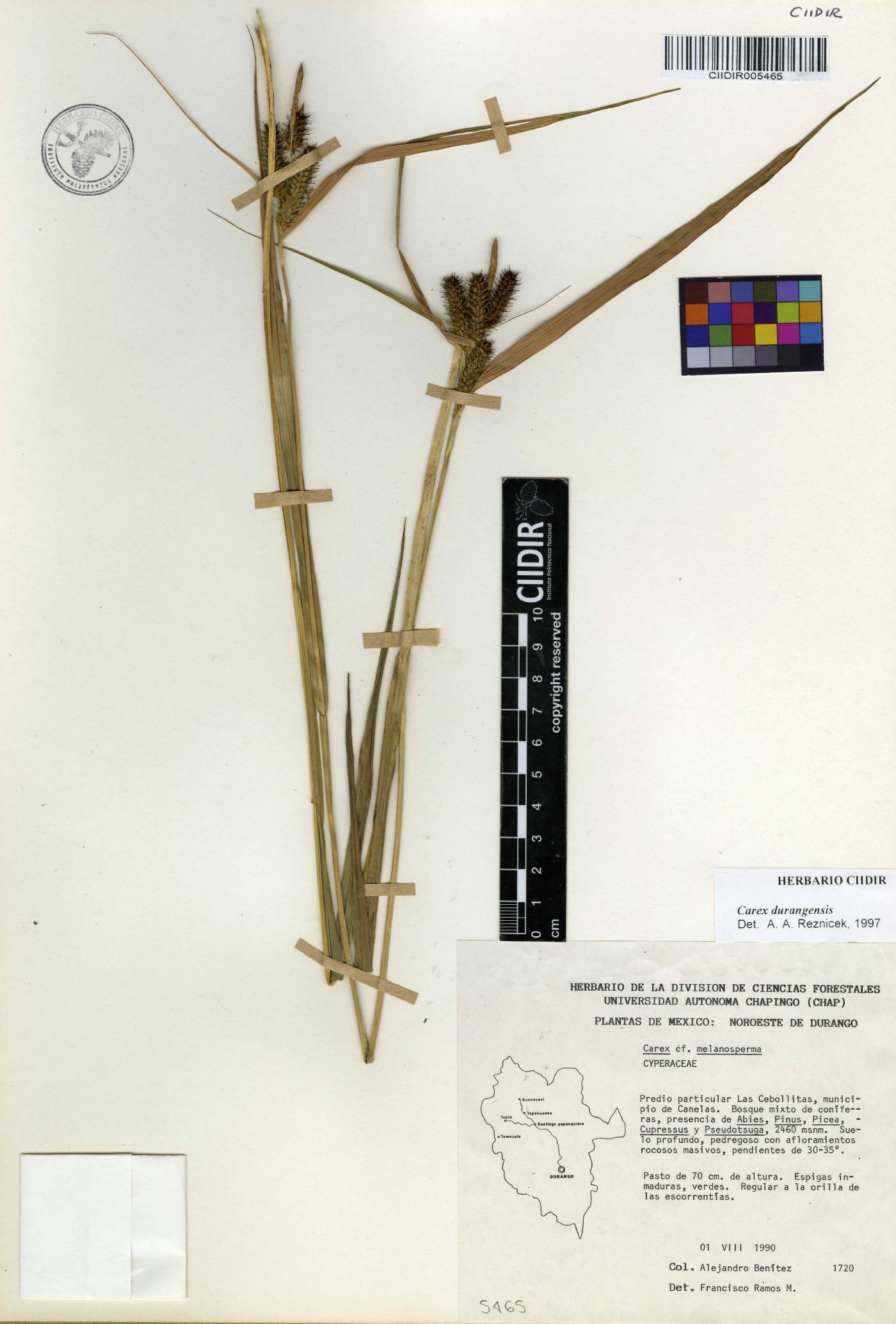 Carex durangensis image