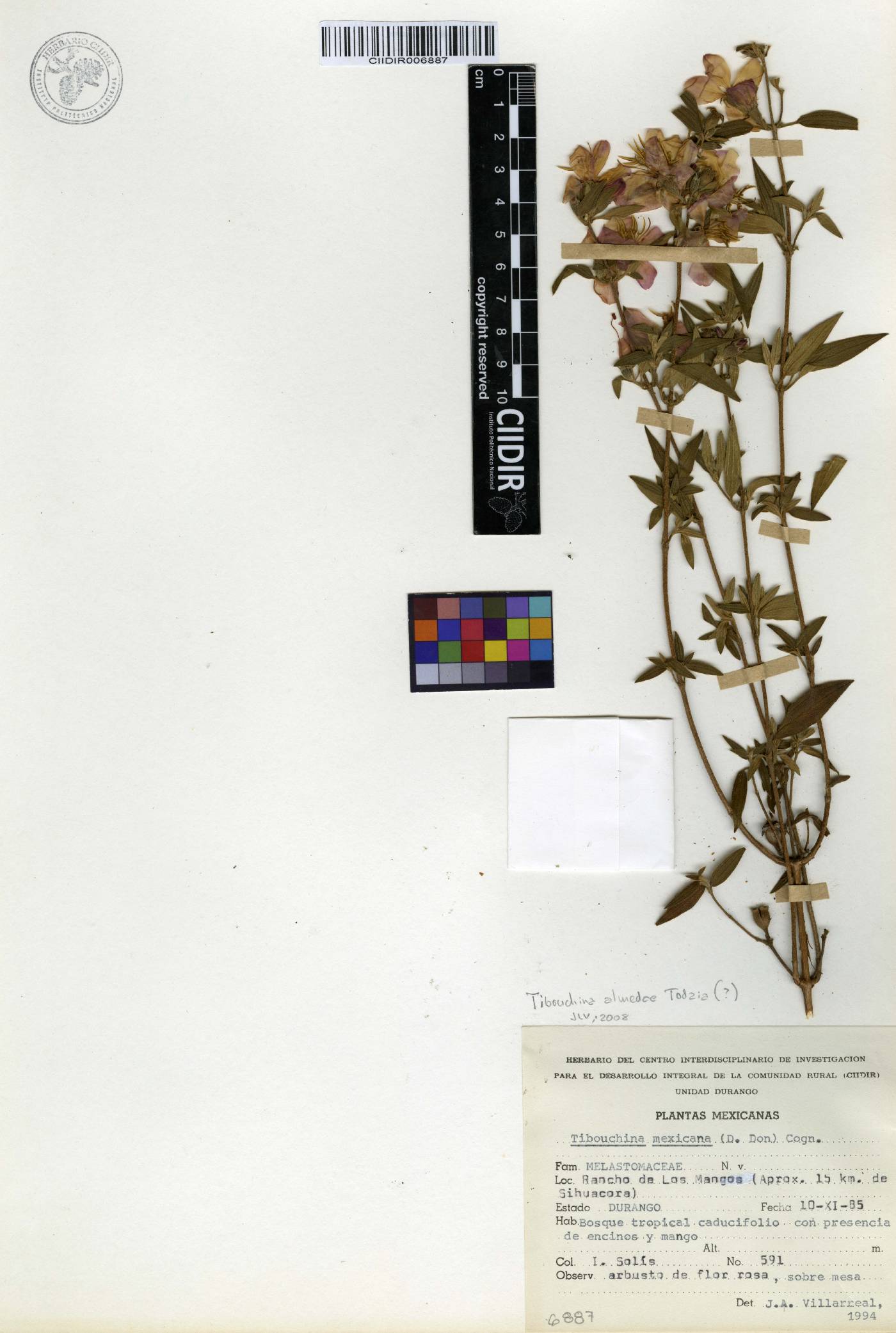 Chaetogastra almedae image