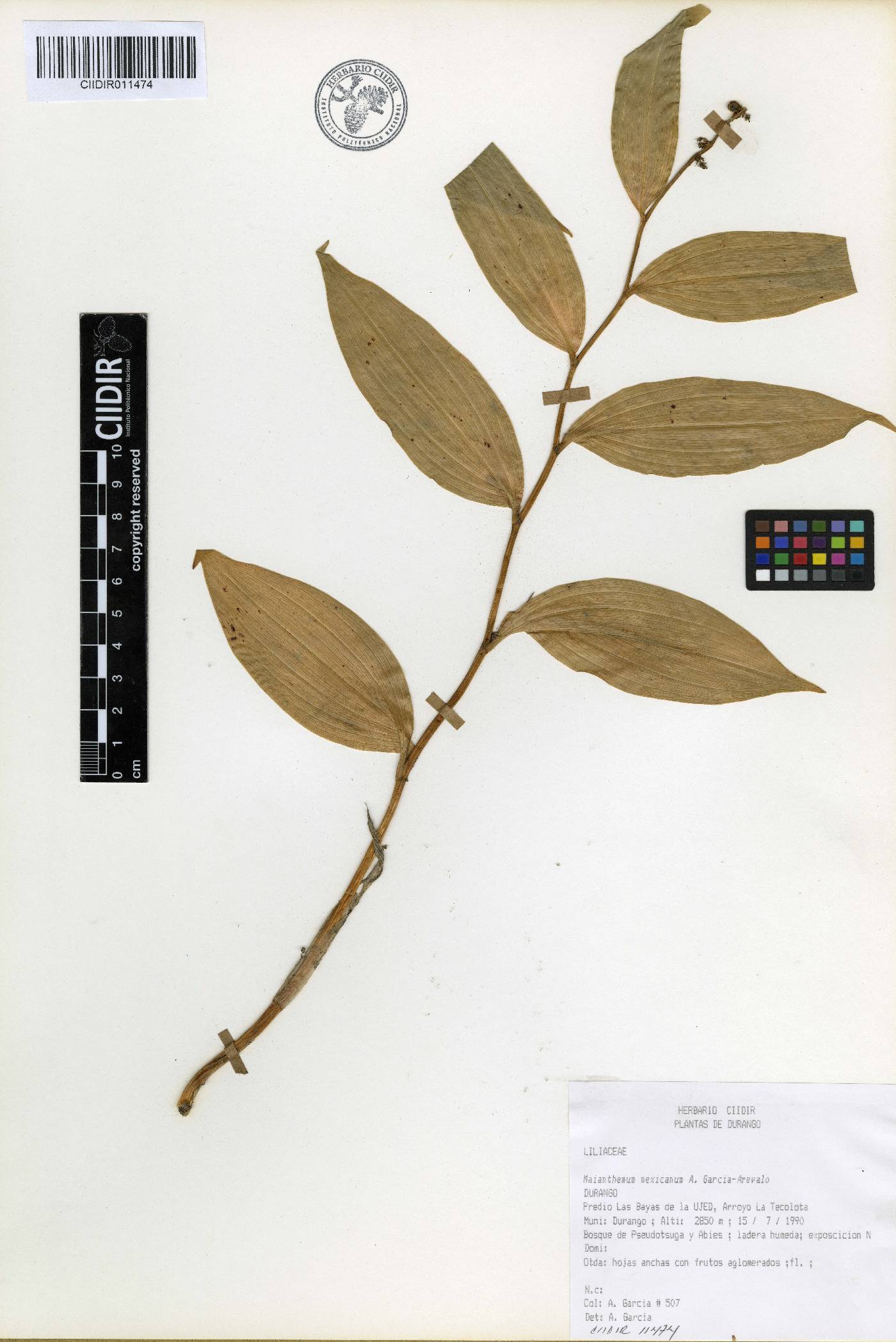 Maianthemum mexicanum image
