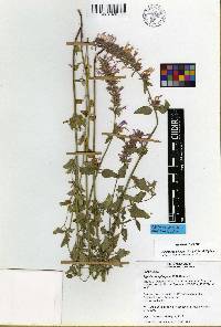 Agastache pringlei image