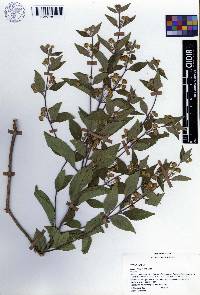 Lippia cardiostegia image