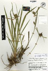 Carex durangensis image