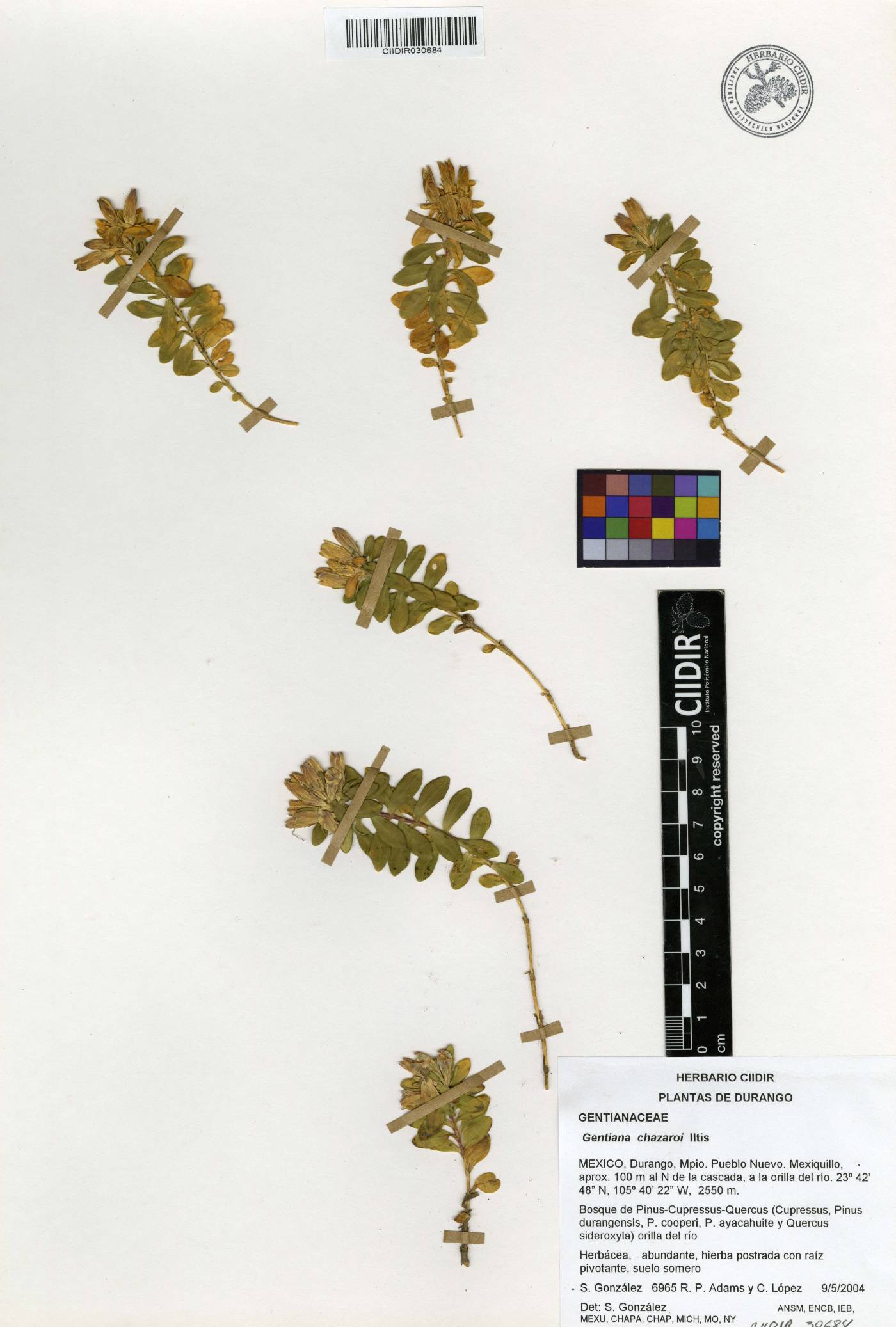 Gentiana ovatiloba subsp. chazaroi image