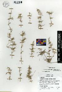 Reederochloa eludens image