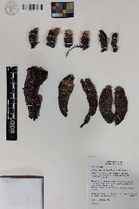 Echinocereus ortegae image