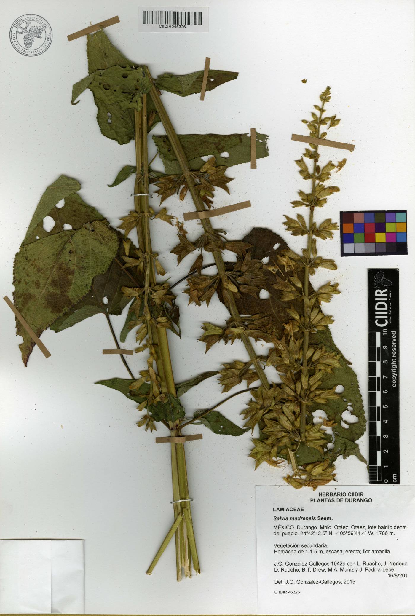 Salvia madrensis image