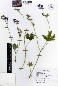 Delphinium subscandens image