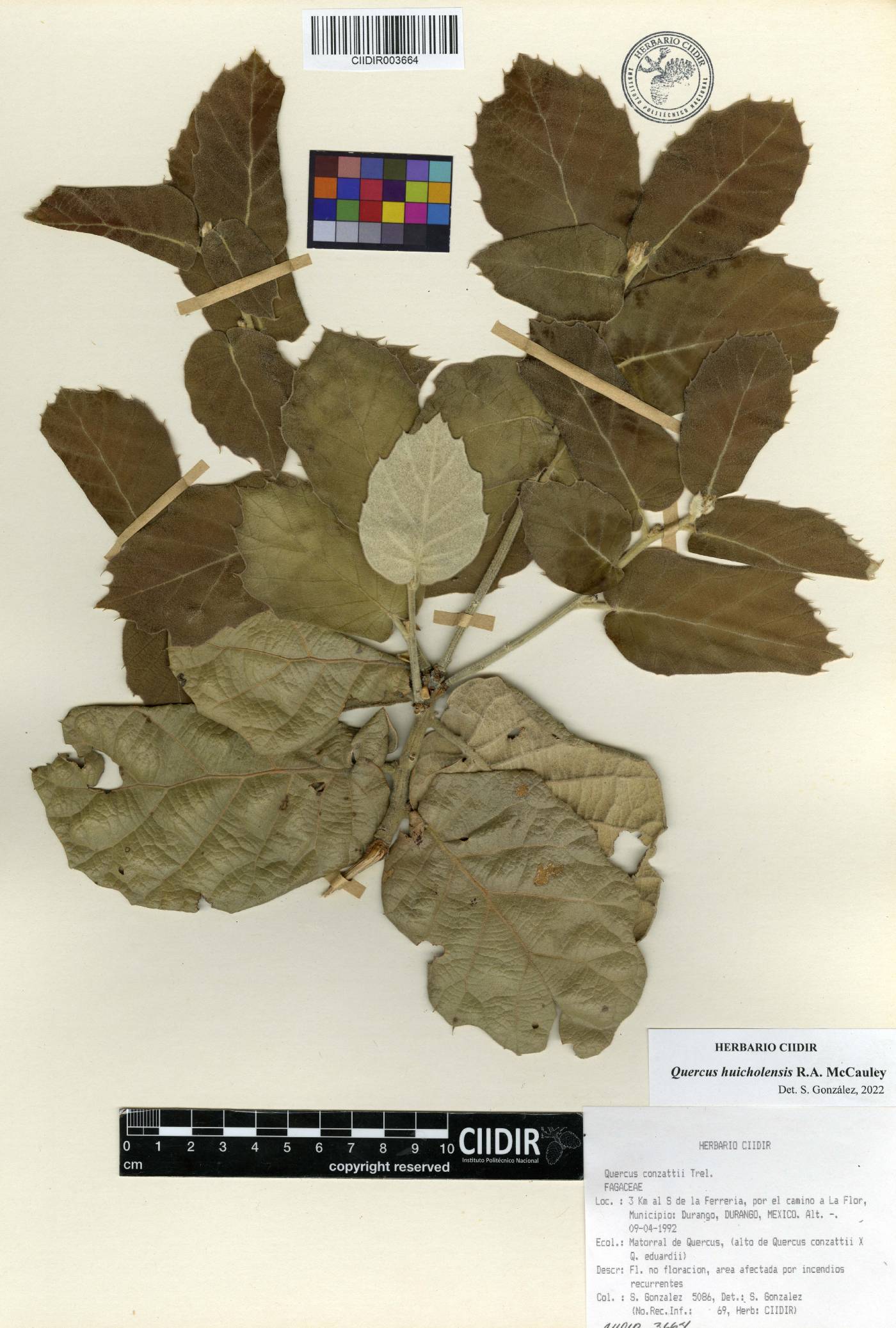Quercus huicholensis image