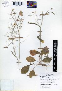 Image of Dryopetalon membranifolium