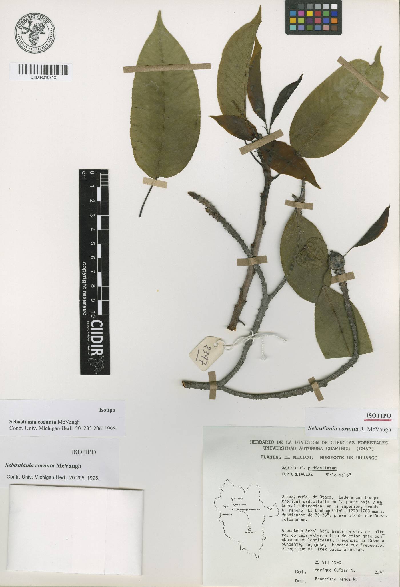 Sebastiania cornuta image