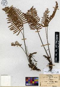 Pleopeltis madrensis image