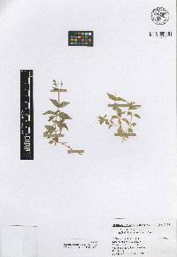 Stellaria hintoniorum image