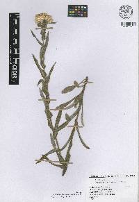 Gnaphalium hintoniorum image
