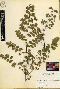 Adiantum tenerum image