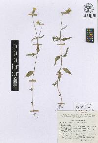 Tridax erecta image