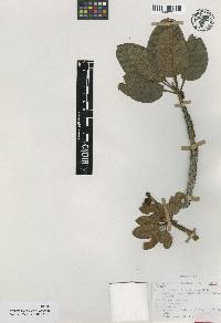 Arbutus madrensis image