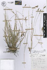 Carex boliviensis image