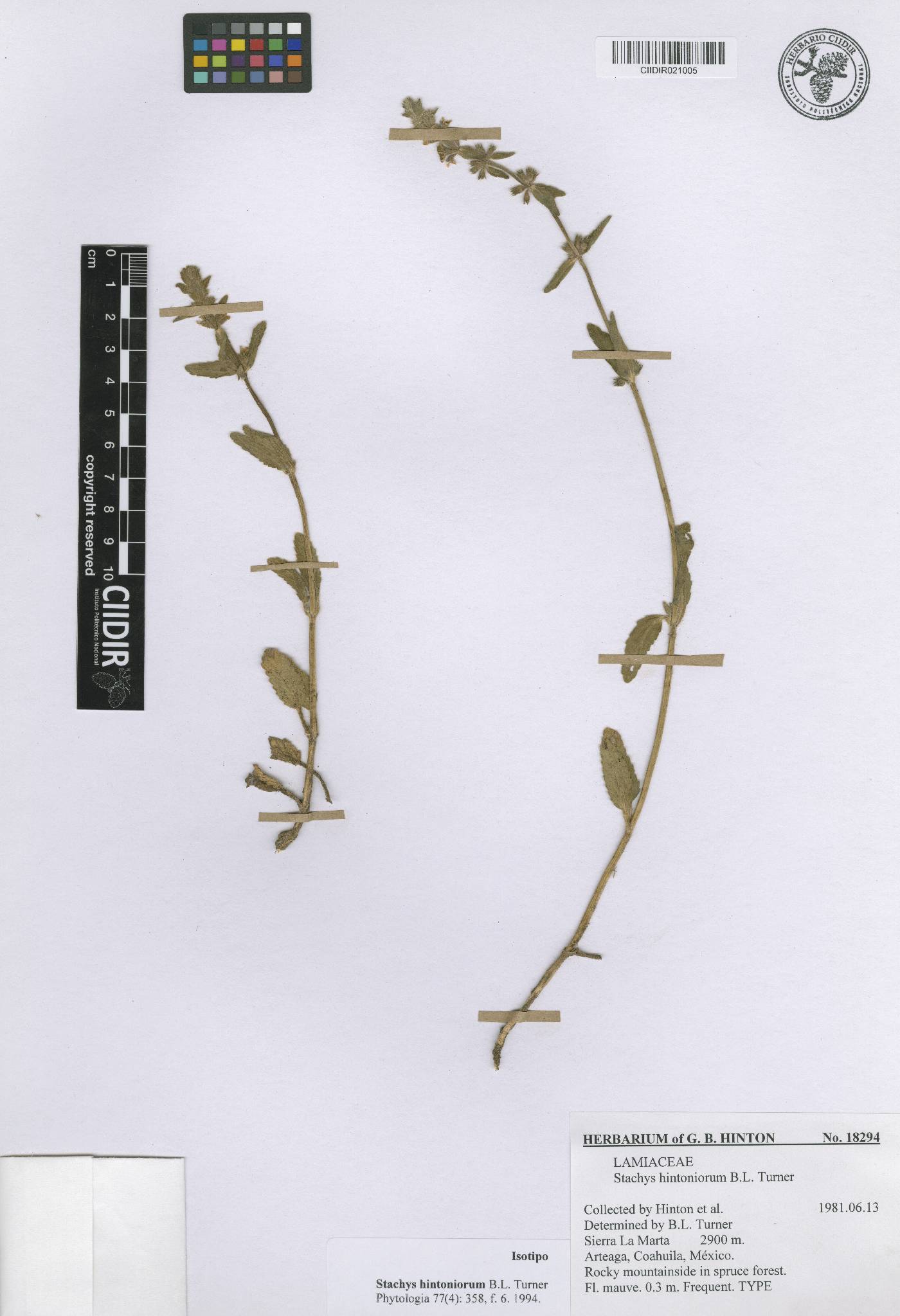 Stachys hintoniorum image