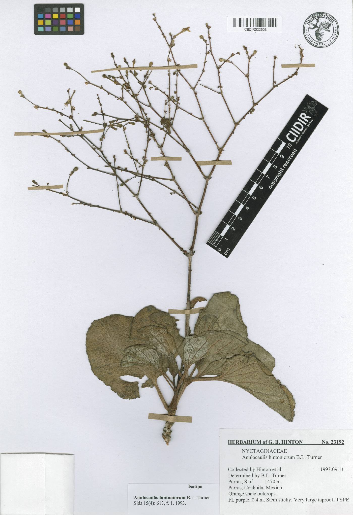 Anulocaulis hintoniorum image