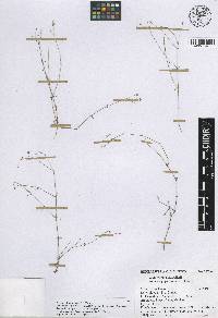 Arenaria gypsostrata image