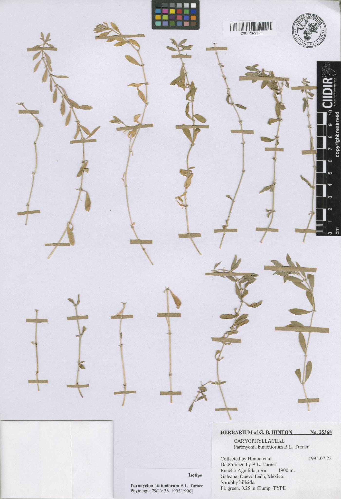 Paronychia hintoniorum image