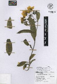 Electranthera mutica image