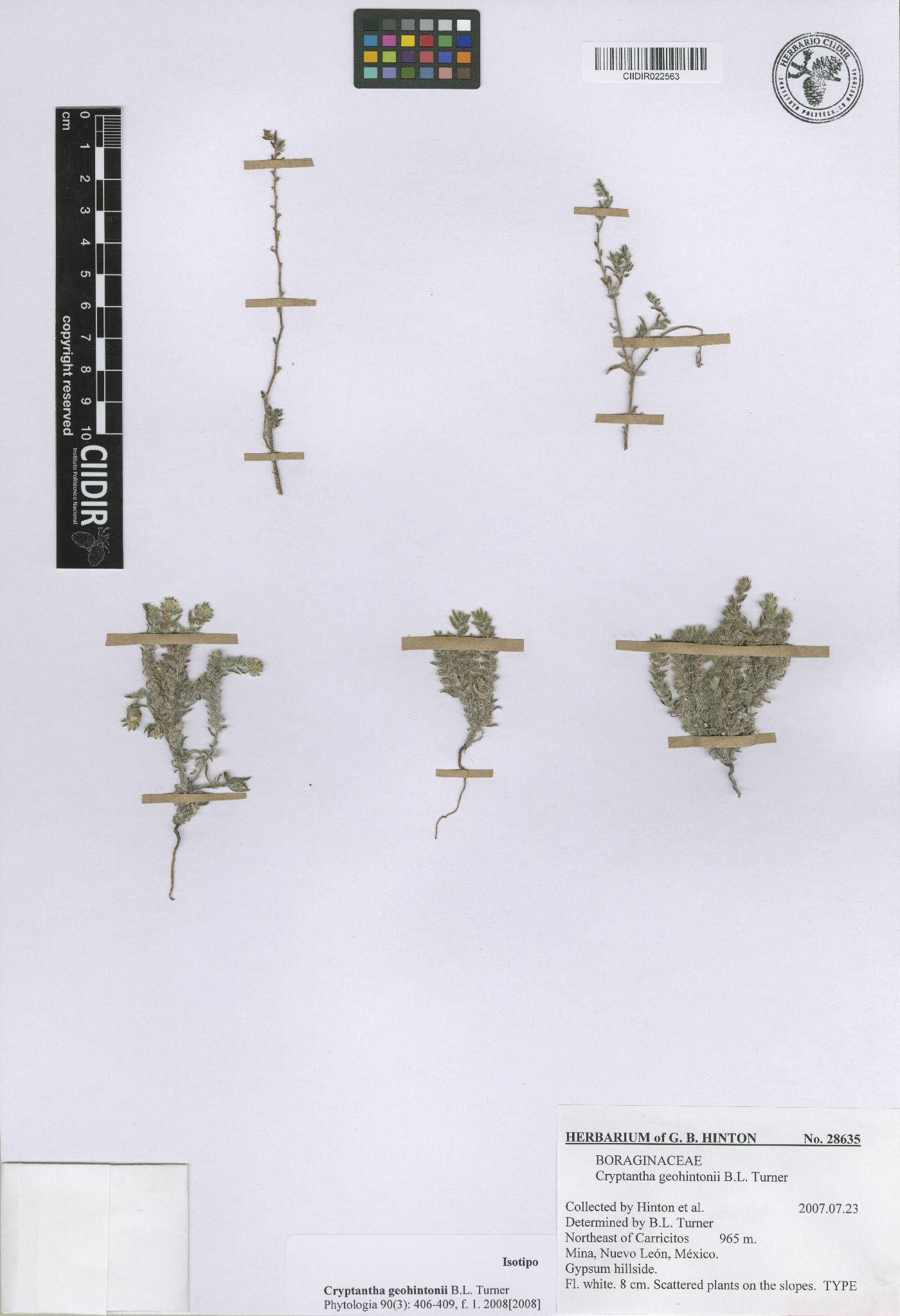 Johnstonella geohintonii image