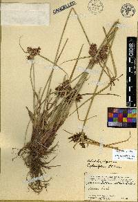 Cyperus planifolius image