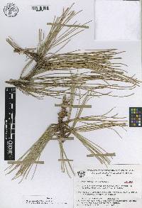 Pinus luzmariae image