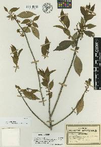 Ilex pringlei image