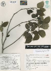 Populus guzmanantlensis image