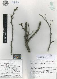 Populus guzmanantlensis image