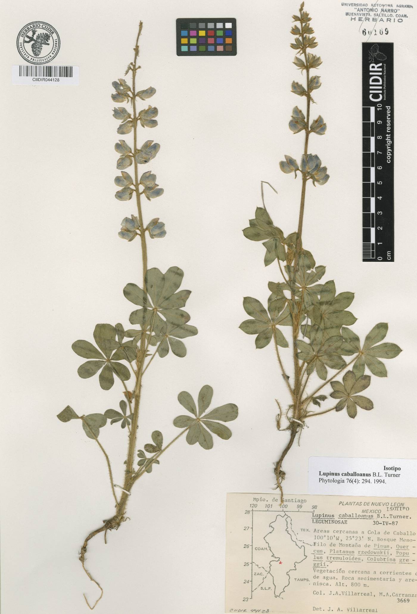 Lupinus caballoanus image